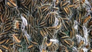 (2001): The Oak Procession Moth (Eichenprozessionsspinner) has crossed the border with Germany. The area in which the caterpillar can be found has become bigger. However the concentration of caterpillars on most of the locations is smaller than in previous years. It is still unclear in what way the caterpillar will cause trouble. The caterpillar causes trouble in the Dutch provinces Brabant and Limburg for 15 years already. The insect now also appeared in the Dutch provinces Gelderland, Utrecht and Overijssel and here and there over the border with Germany. The nuisance is mainly caused by the hairs of the caterpillar. Each insect has around 700.000 to a million. ANP FOTO/ROBIN UTRECHT +++(c) dpa - Report+++