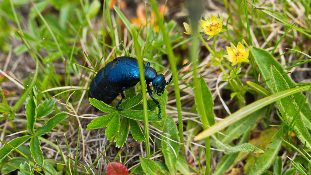 Ein schwarz-blauer Ölkäfer in freier Wildbahn, auf dem Boden in einer Wiese.