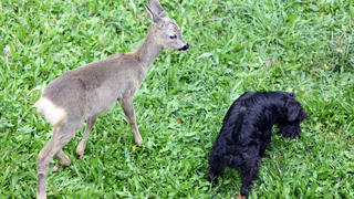 Einfach süß: Ein junges Rehkitz und ein schwarzer Hund gemeinsam auf einer Wiese.