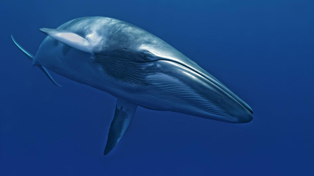 Dwarf Minke Whale Balaenoptera acutorostrata. Ribbon Reefs - Great Barrier Reef - Queensland - Australia. thought to form yet-to-be named sub-species of Common Minke Whale. PUBLICATIONxINxGERxSUIxAUTxONLY Copyright: MarkxCarwardine 10878863
