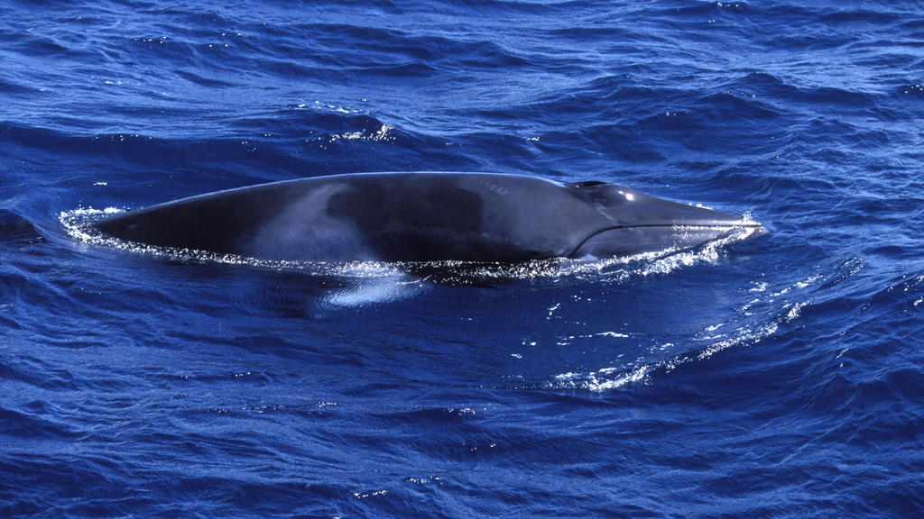 Minke whale - Dwarf Minke subspecies Balaenoptera acutorostrata. Photographed along the Great Barrier Reef, Australia. PUBLICATIONxINxGERxSUIxAUTxONLY Copyright: FrancoisxGohier 10859456