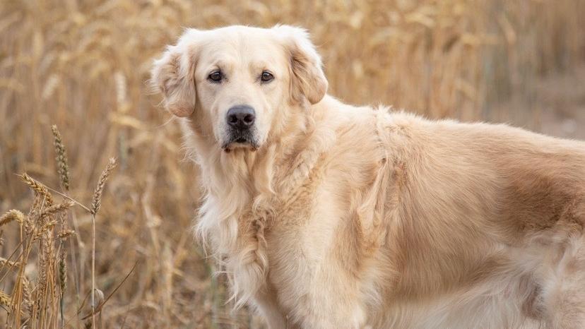 Golden Retriever schaut in die Kamera