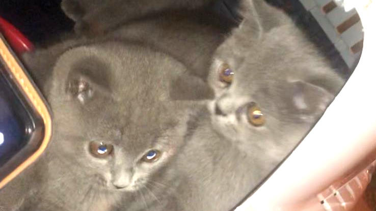 Drei Katzenbabys