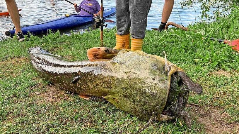 Angler ziehen einen Wels aus dem Göttinger Kiessee. Im Maul des Raubfisches steckt eine Schildkröte