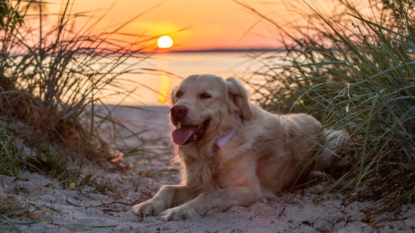 Hund liegt vor Sonnenuntergang