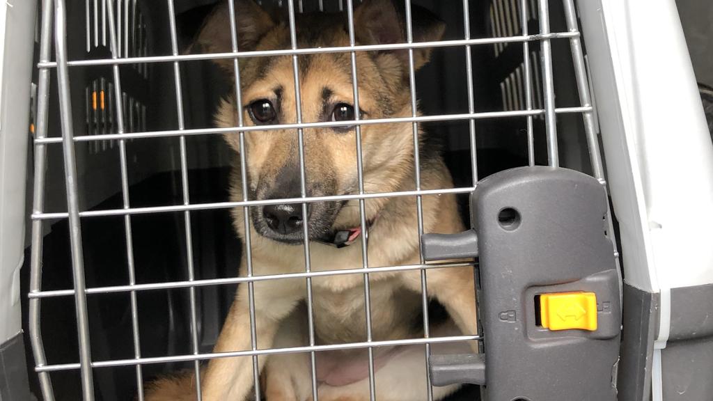 Tierheim Bremen verhängt wegen Überfüllung Aufnahmestopp. Corona-Rücknahmewelle bei Haustieren erwartet