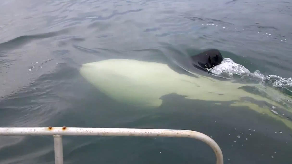 Orca Wale attackieren Segelboot.jpg