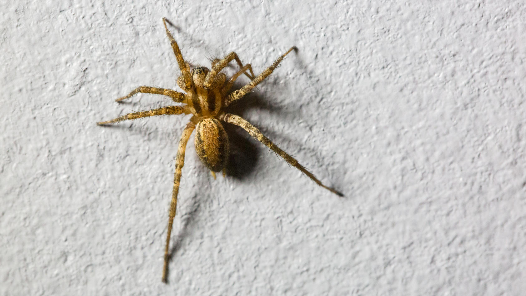 Diese Pflanze Vertreibt Spinnen Aus Ihrer Wohnung