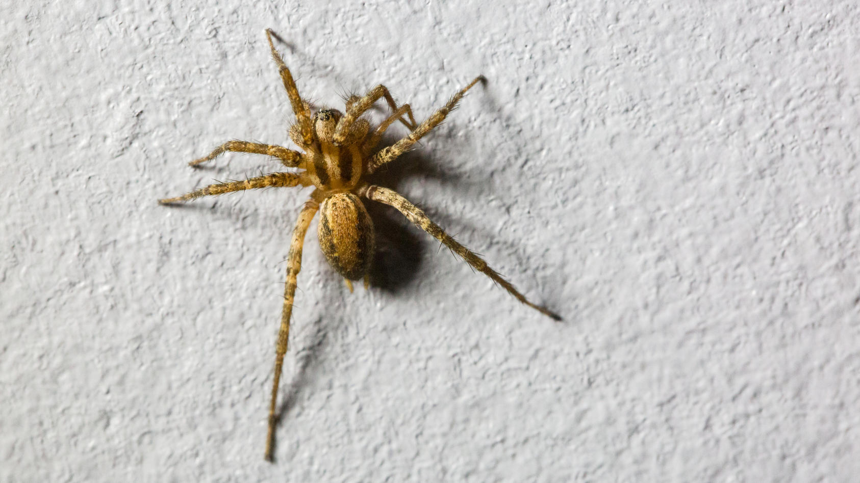 Spinnen in der Wohnung sind vielen Menschen ein Dorn im Auge.