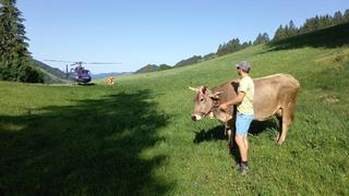 Bauer rettet mit einem Helikopter seine Kuh aus einer Schlucht