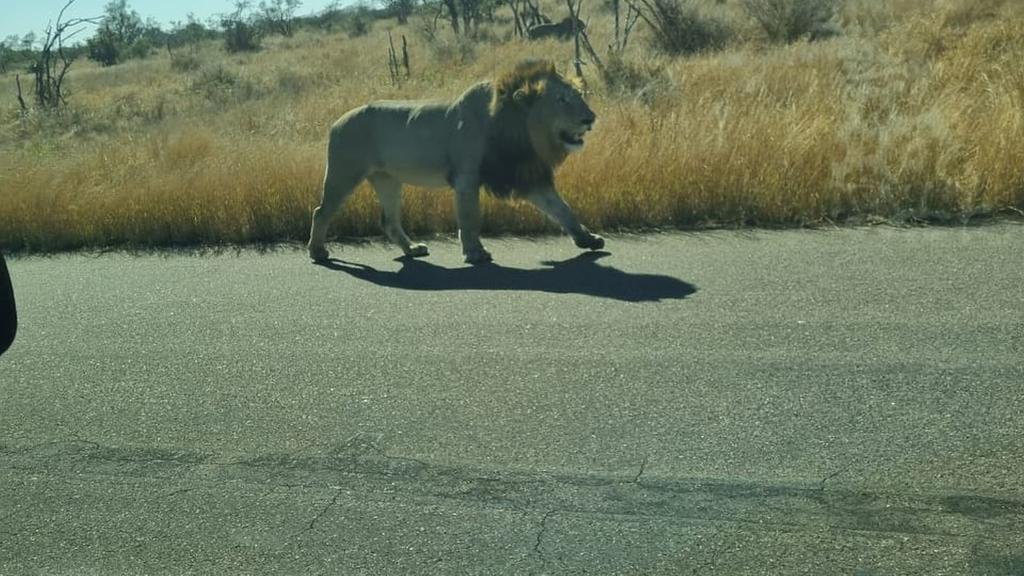 Löwe im Kruger Nationalpark Südafrika