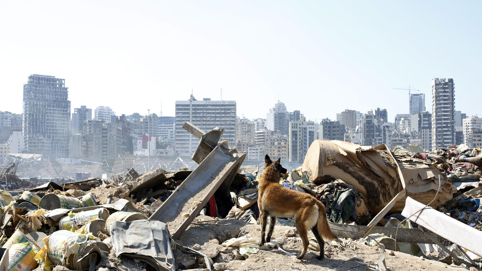 Rettungshund in Beirut.