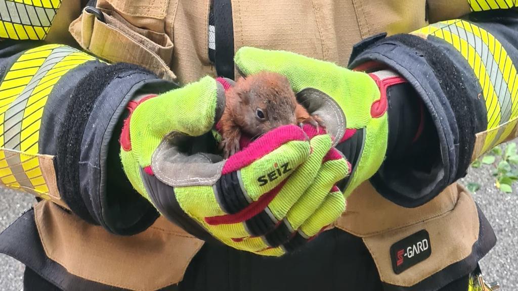 Ein Baby-Eichhörnchen in den Händen eines Feuerwehrmannes