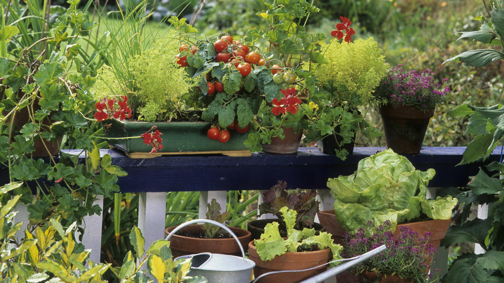 Tomaten auf dem Balkon