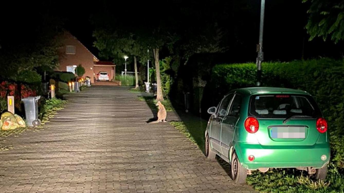 Ein Känguru ist in der Nacht zu Mittwoch, 07.07.21, in Delmenhorst gesichtet worden.