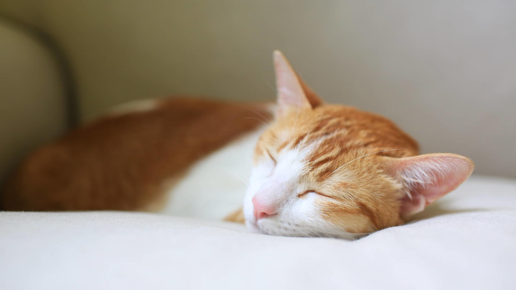 Sie haben von Katzen oder anderen Tieren geträumt? Mit Hilfe von Traumdeutung können Sie herausfinden, was das Auftauchen der Vierbeiner bedeuten kann.