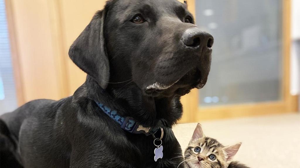 Findelhund Katze