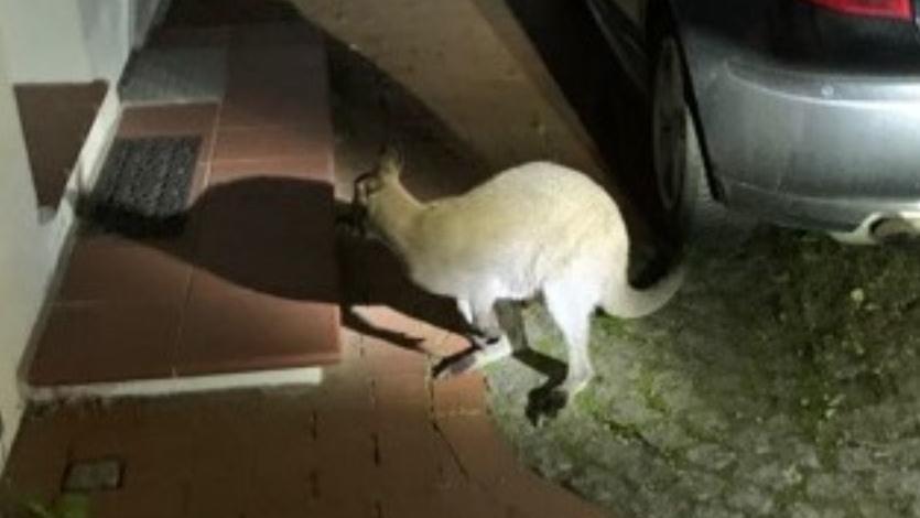Das entlaufene Wallaby ist wieder da! Zuvor war das Känguru entlaufen und hatte in Delmenhorst für Aufsehen gesorgt.