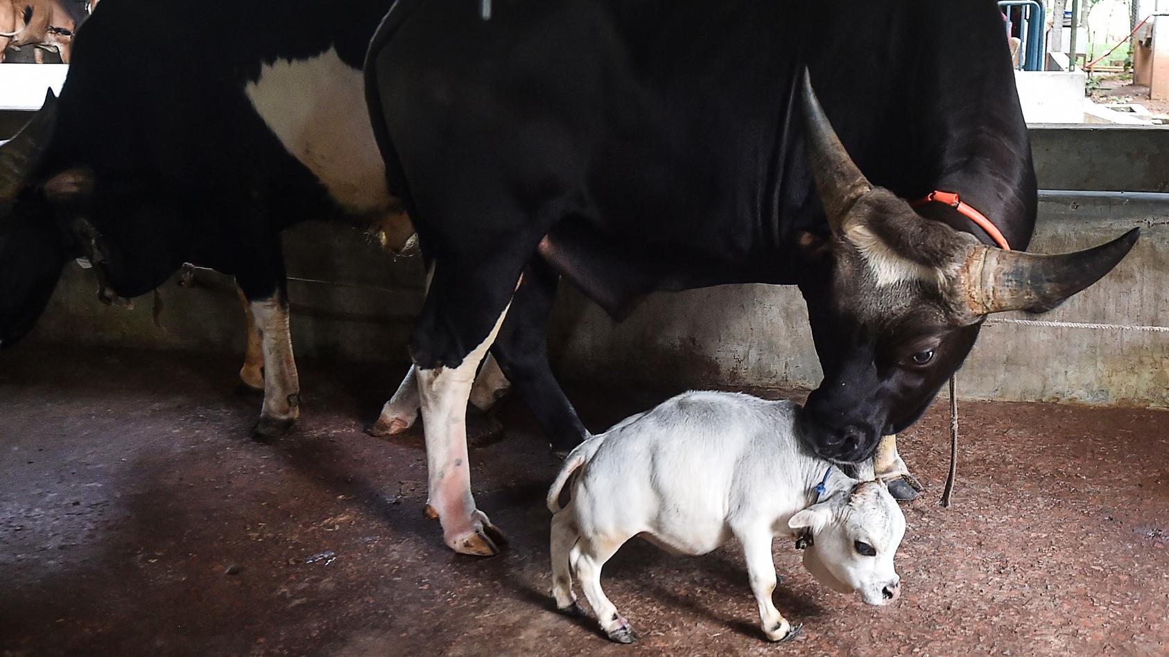 Bangladesch: Rani, die kleinste Kuh der Welt, ist gestorben.