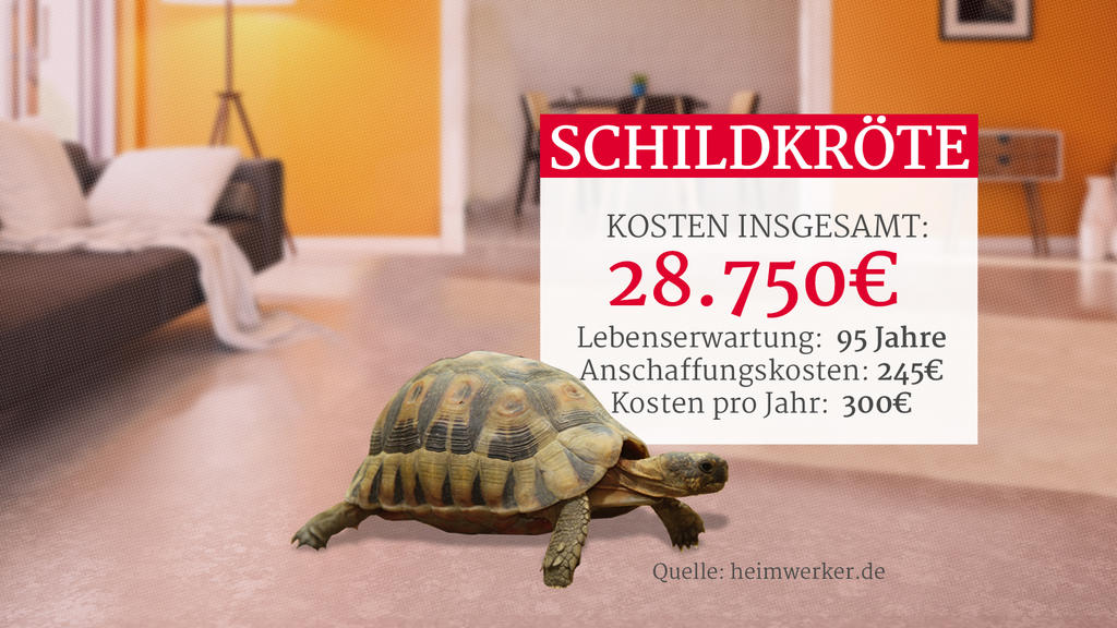 Grafik: Kosten einer Schildkröte als Haustier