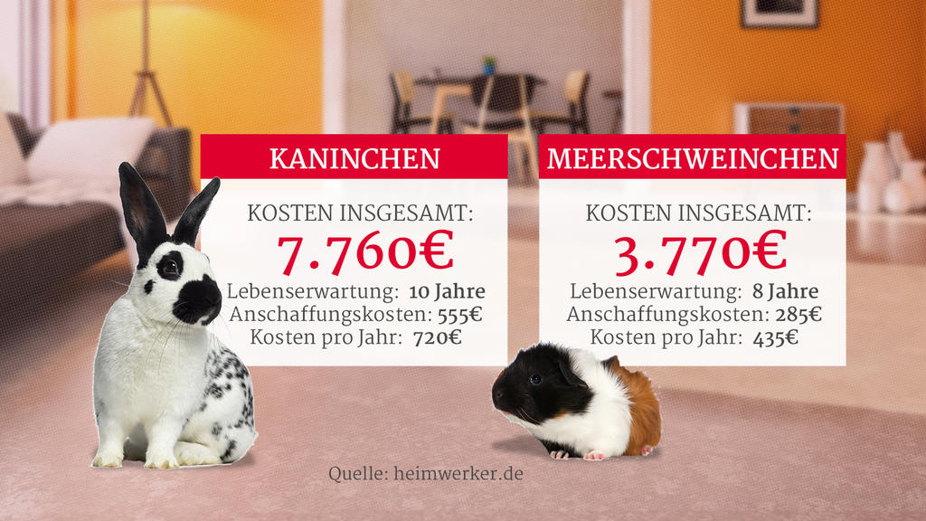 Grafik: Kosten von Kaninchen und Meerschweinchen als Haustier