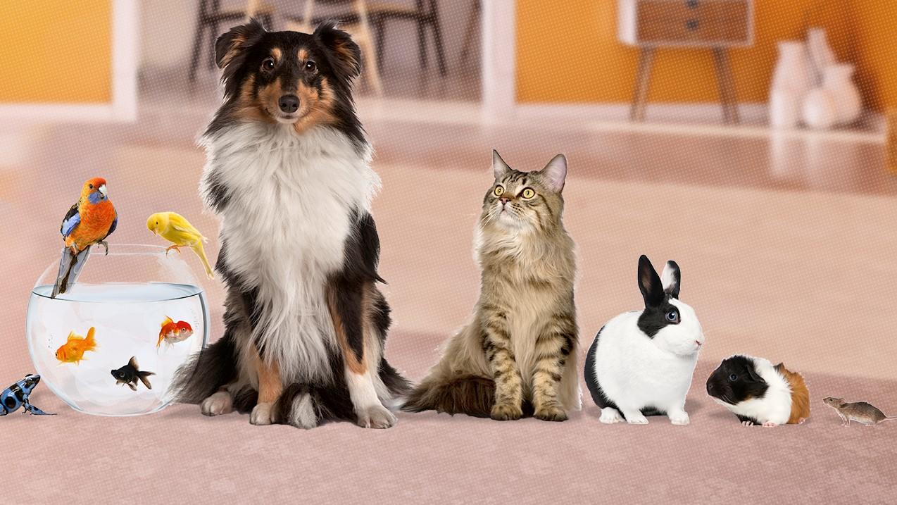 Verschiedene Haustiere wie Hund, Katze, Fisch, Meerschweinchen und Kaninchen