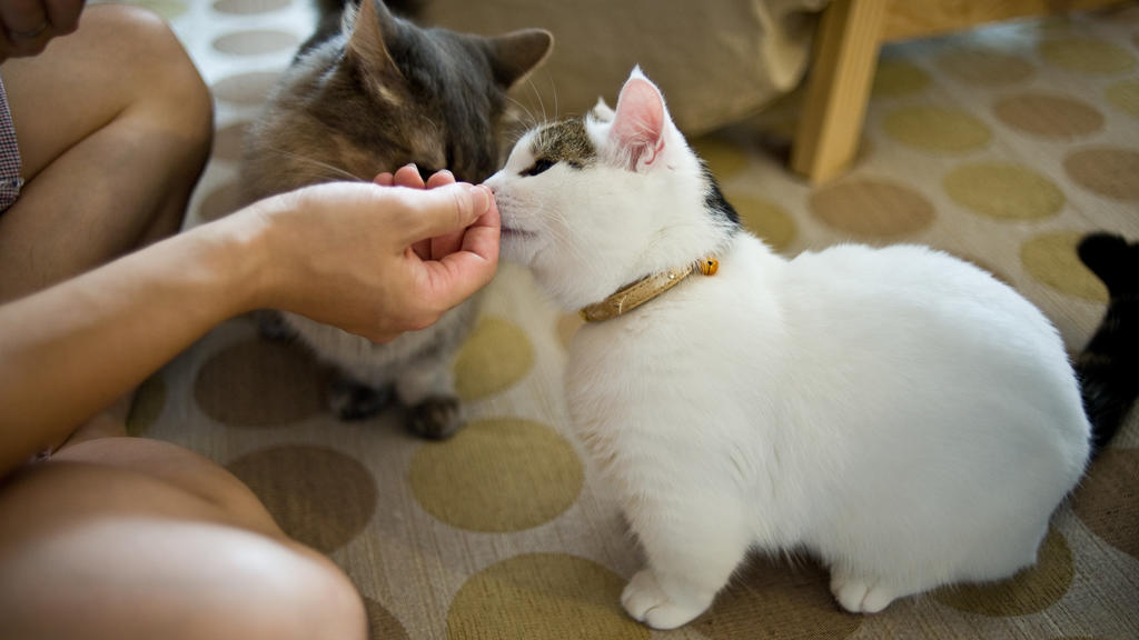 Die Katzenrasse eignet sich gut für die Haltung in der Wohnung