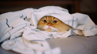 Kätzchen versteckt sich unter der Decke