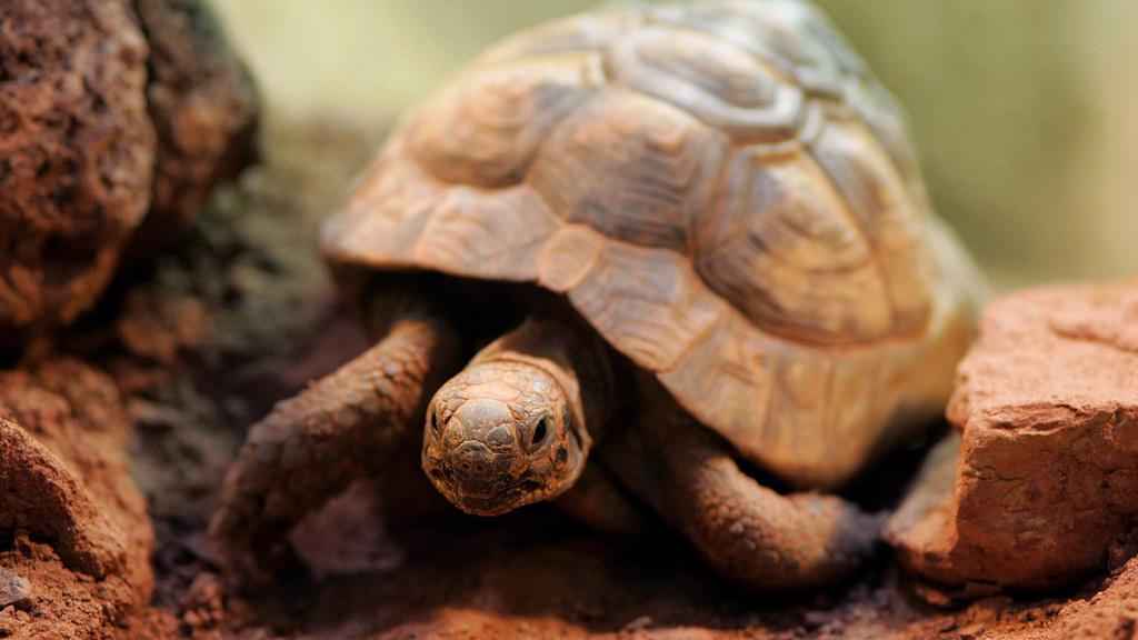 Maurische Landschildkröte