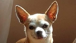 Edinburgh: Chihuahua Chicco von Kampfhund zerfleischt