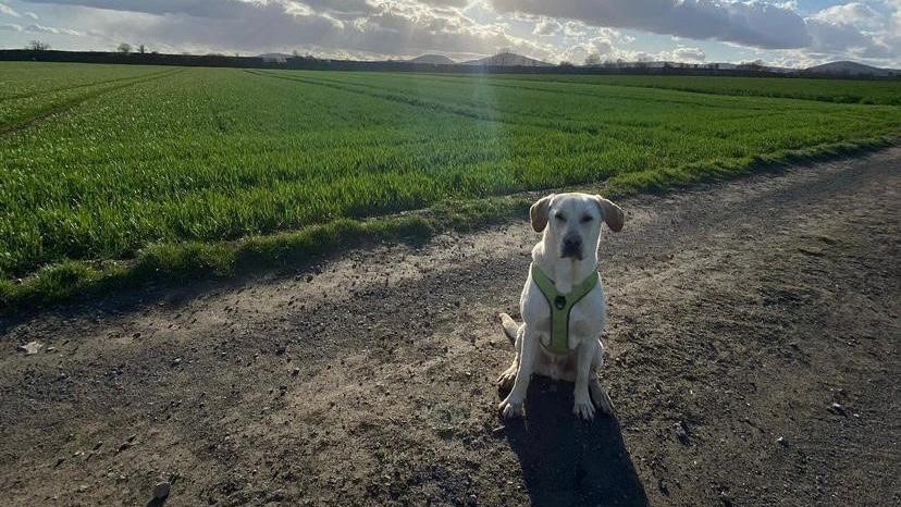 Mendig: Hund Marley entführt?