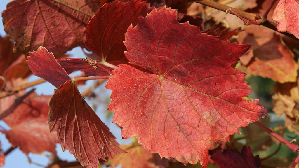 Ein Blatt in rotem Weinlaub
