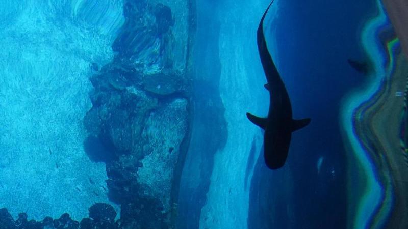Haifischfütterung im Tropen-Aquarium