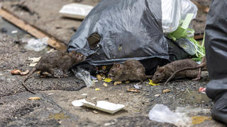 Ratten an Müllsäcken.