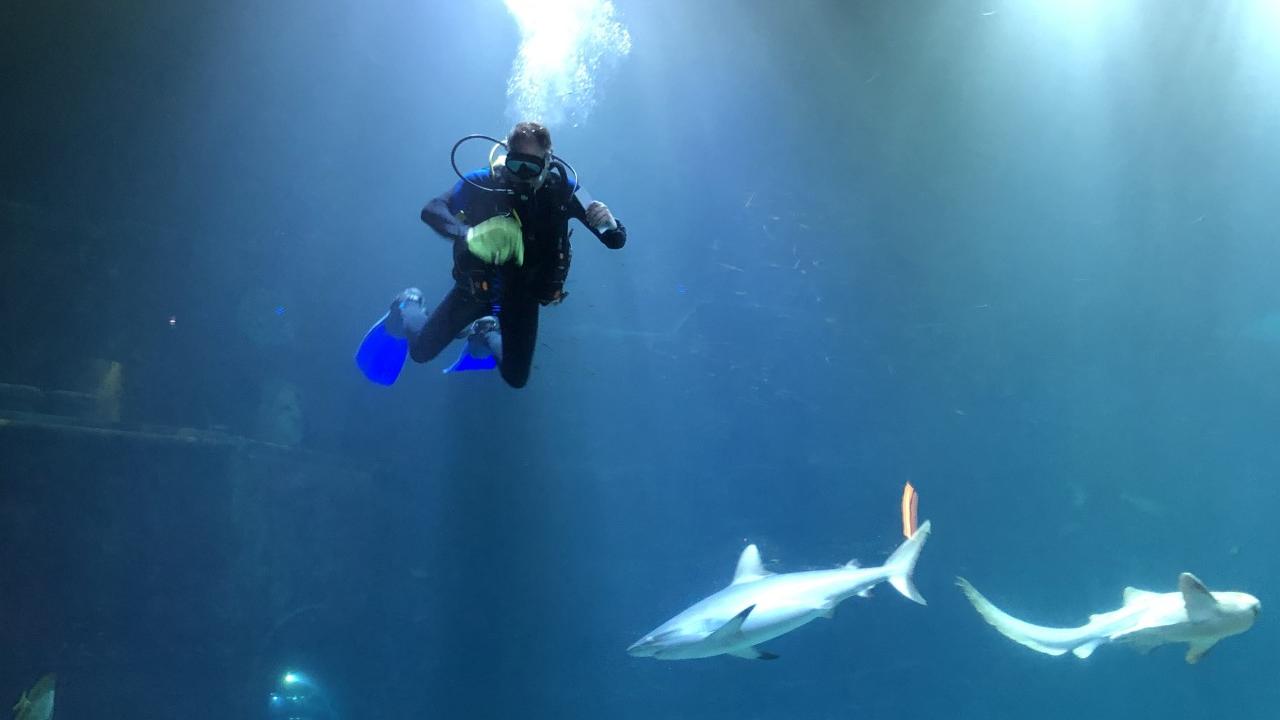 Ein Tierpfleger geht im Aquarium im Tierpark Hagenbeck auf Tauchstation – zu den Haien.