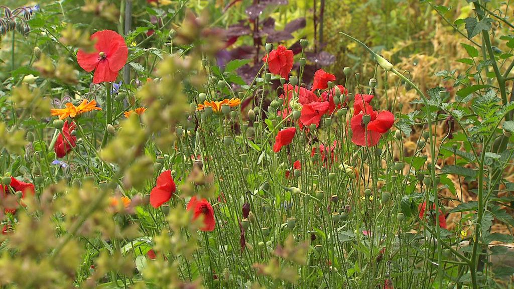 Auch Bienen und Hummeln finden hier immer eine geeignete Blume, die sie ansteuern können.