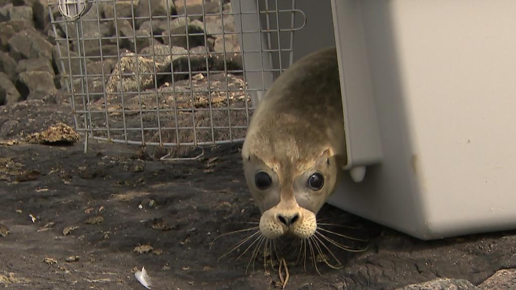Lønne wurde am Dienstag in dieser Box zurück ins Wattenmeer gebracht und schnupperte direkt frische Seeluft. Nach zehn Wochen im Aufzuchtbereich der Seehundstation in Friedrichskoog darf er wieder in die Freiheit.