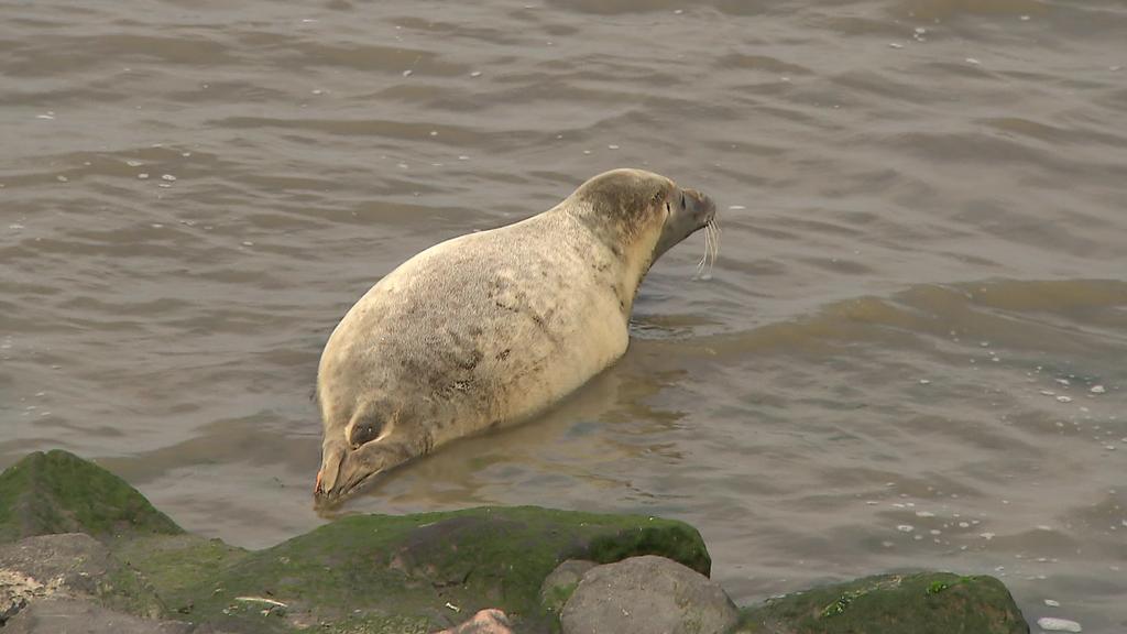 Der tierische Instinkt wird Lønne, der fast sein ganzes Leben in der Seehundstation verbracht hat, in der Nordsee helfen, Nahrung und auch Artgenossen zu finden, wie Tierärztin Ulrike Meinfelder im RTL Nord-Interview erklärte.