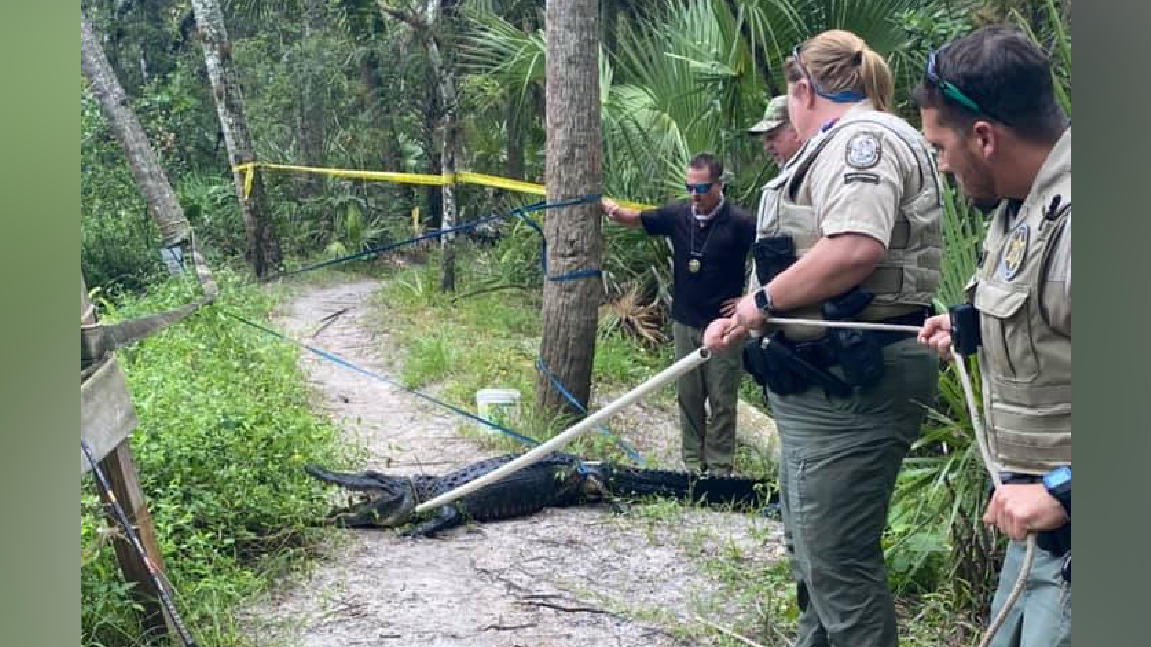 Ein Mann ist im US-Bundesstaat Florida nach einem Sturz vom Fahrrad von einem Alligator angegriffen worden.