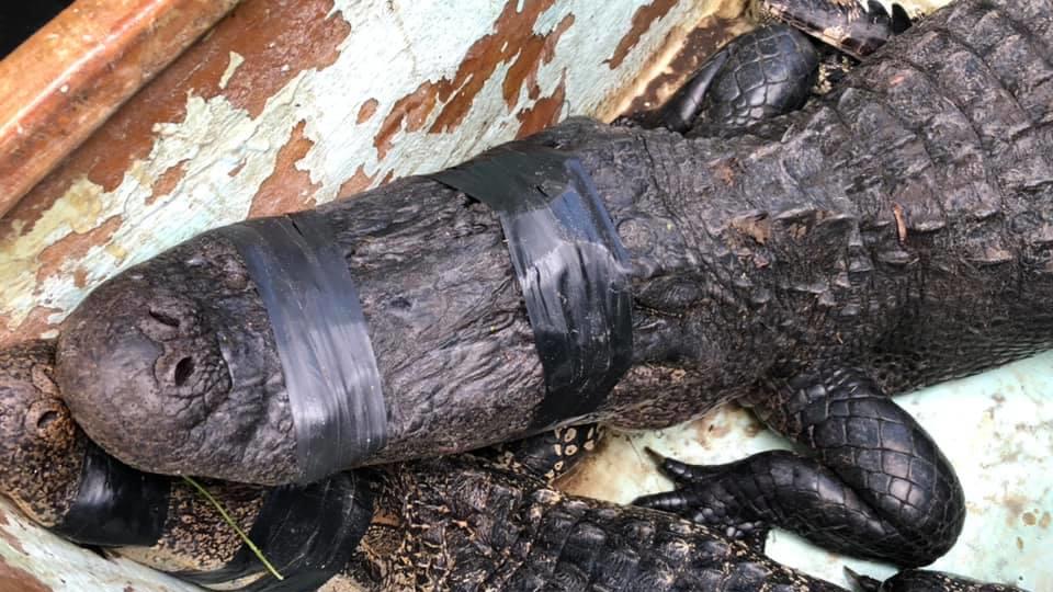 Martin County Sheriff's Office: Das Tier verletzte ihn schwer, der Mann konnte sich jedoch befreien.