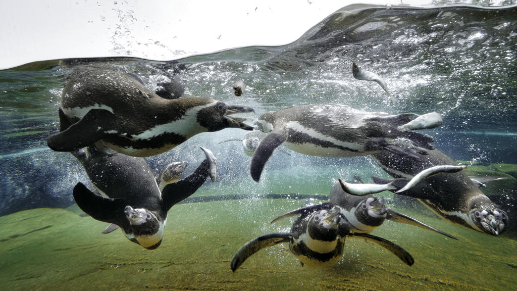 Hier gibt es nicht nur Eisbären zu sehen.