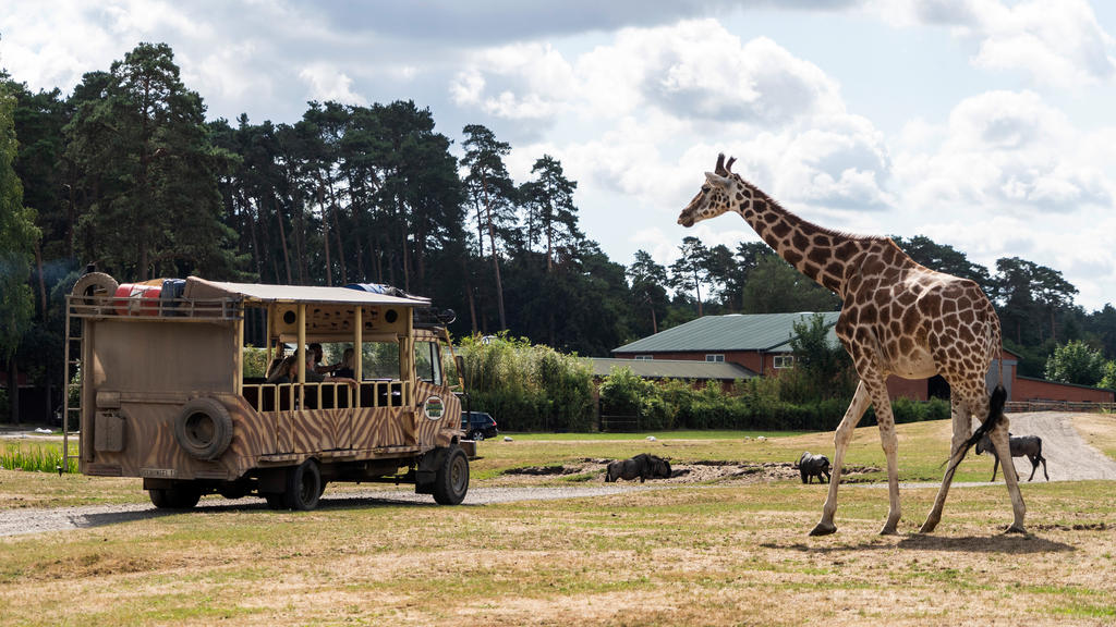 Die freundlichen Giraffen begrüßen die Besucher.