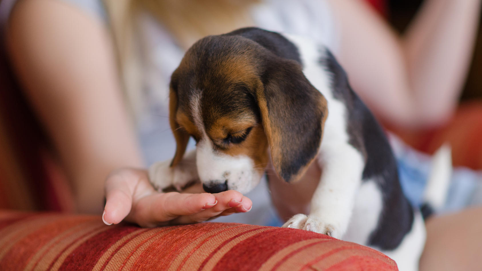 Ein Beagle-Welpe schnüffelt an der Hand seines Frauchens.