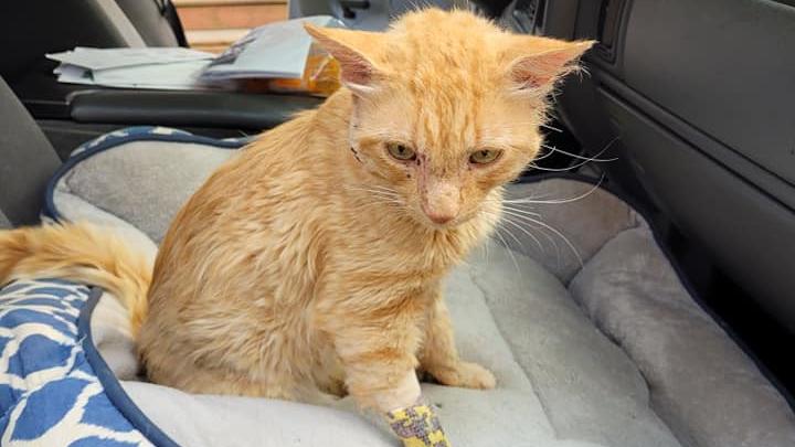 Der Kater Oliver wurde offenbar von einer Nachbarin mit einer Armbrust attackiert.
