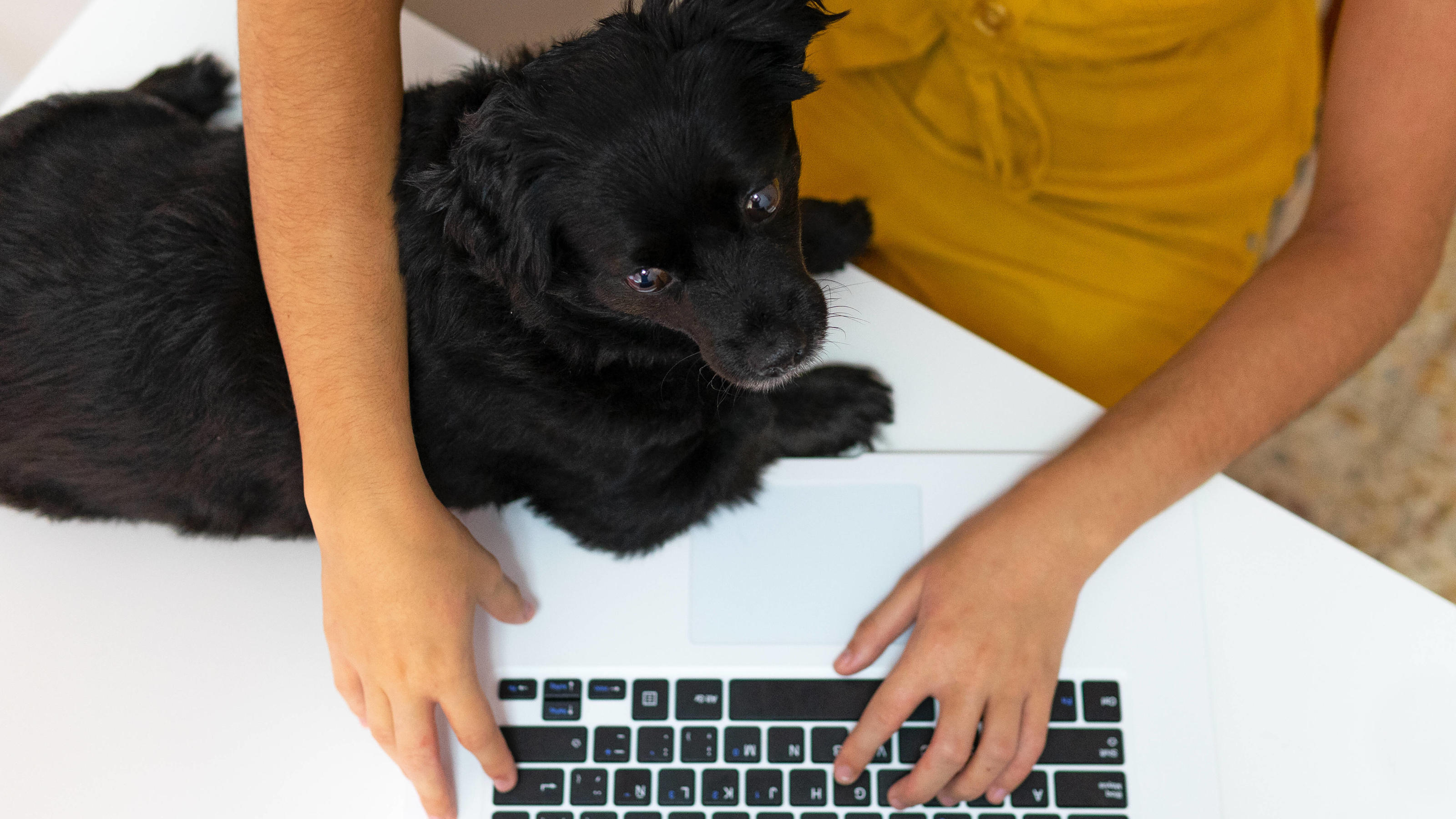 Online-Handel Tiere