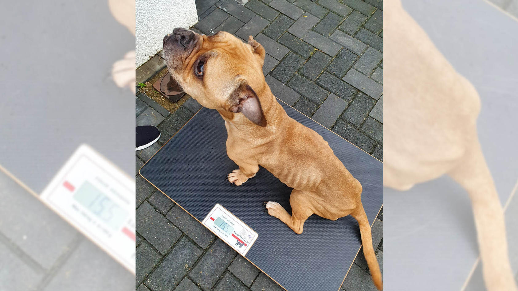 Hündin Boo Tierheim Moers