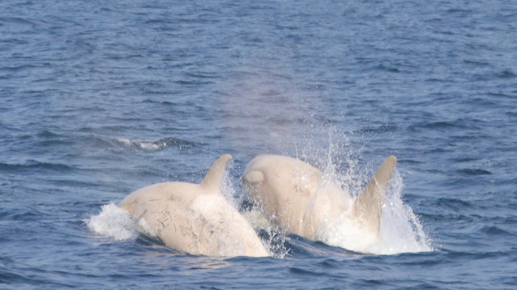 Das Bild zeigt zwei Killerwale, darunter ein unglaublich seltener weißer Orcas. Die Orcas wurden am Samstag, den 24. Juli vor der Küste Japan gesichtet.