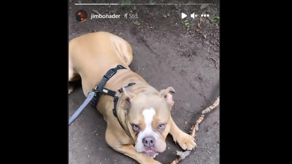Yeliz Koc: Hund Luna taucht in Jimi Blue Ochsenknechts Instastory auf.