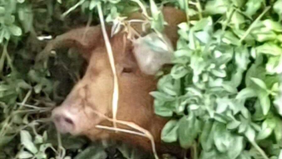Schwein überlebte das Hochwasser in Erftstadt