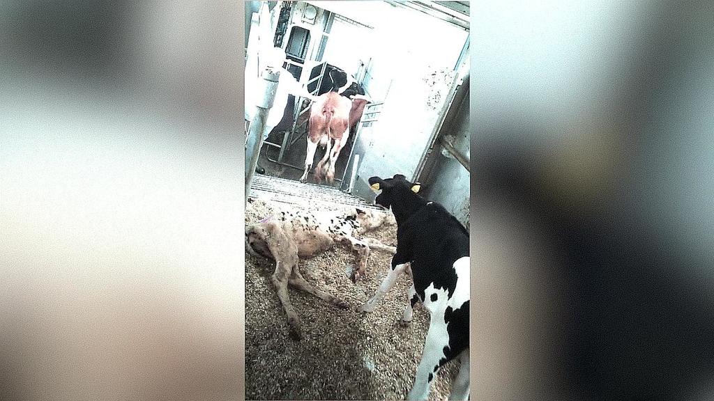 Eine Tierhaltung des Firmengeflechts "Mecke" in NRW